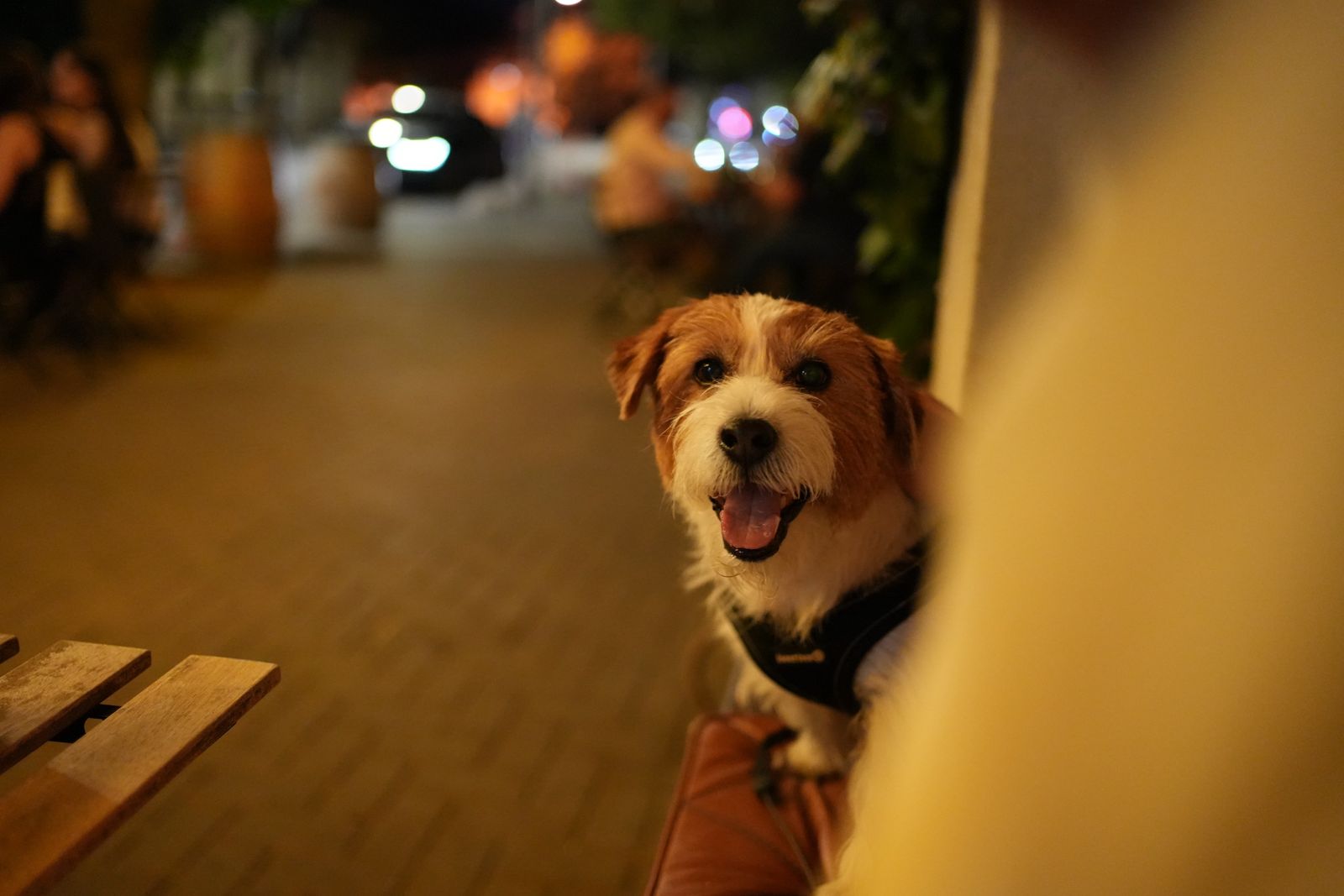 Portret cu Taras, câinele, noaptea pe stradă