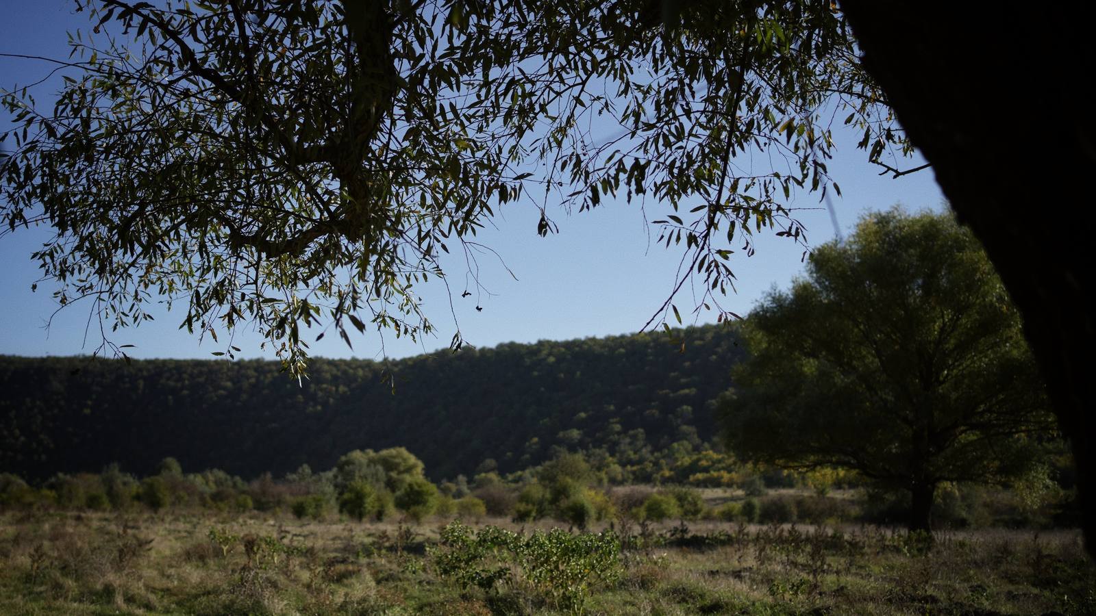 The valley seen from under the branches of a tree, with the wooded hill behind