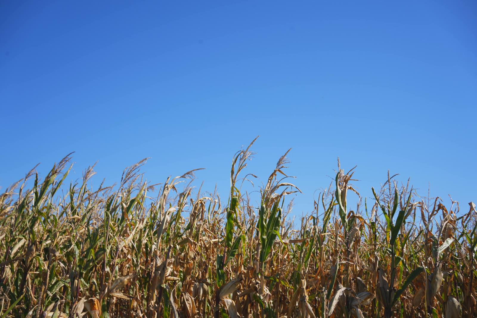 Dry maize against the blue sky