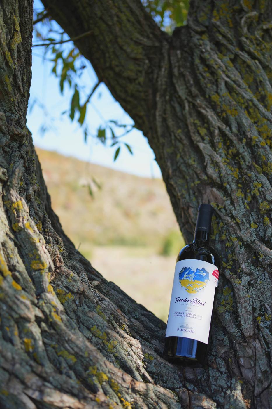 A bottle of Freedom Blend by Purcari, propped in the fork of an old tree